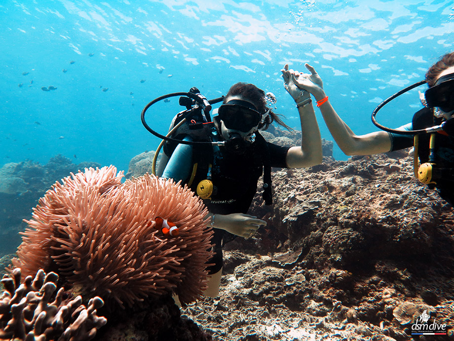 Two scuba divers holding hands underwater amidst coral and fish.