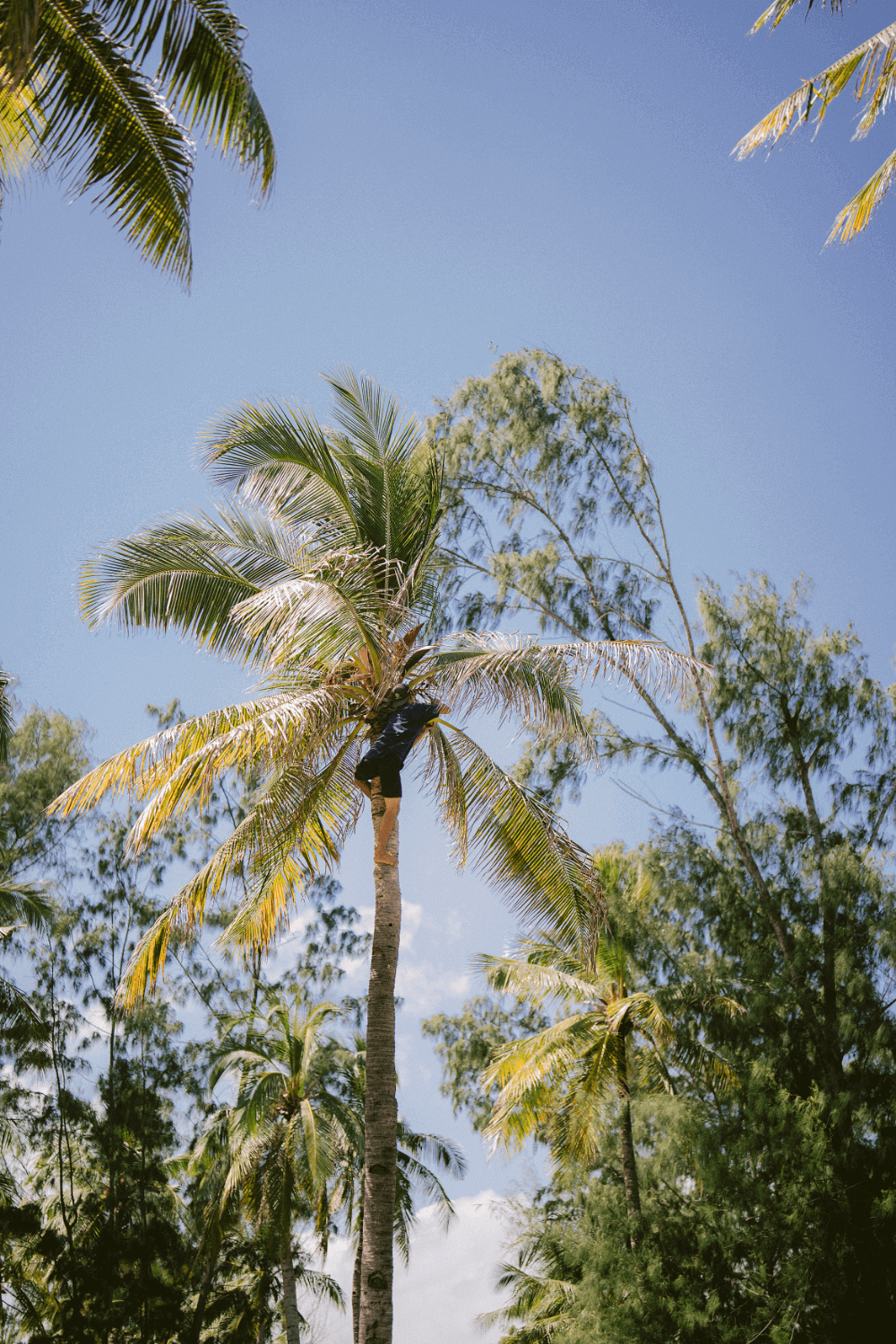 Employee climbing coconut tree at Pondok Santi Estate, Gili Trawangan, to gather fresh coconuts for guests.