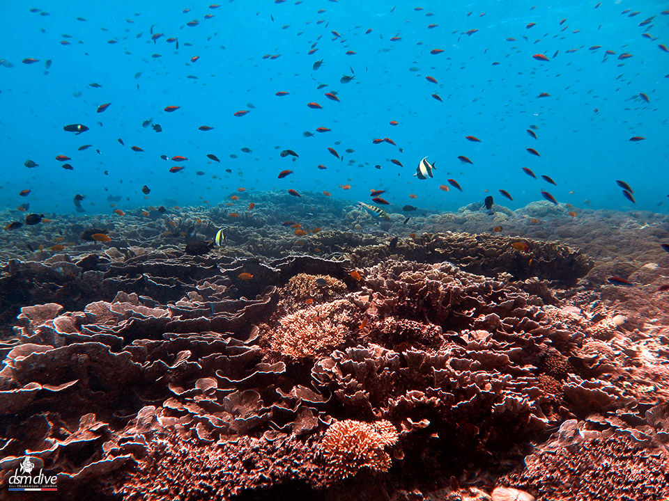 Underwater scene showcasing colorful fish and coral at the Gili Islands.