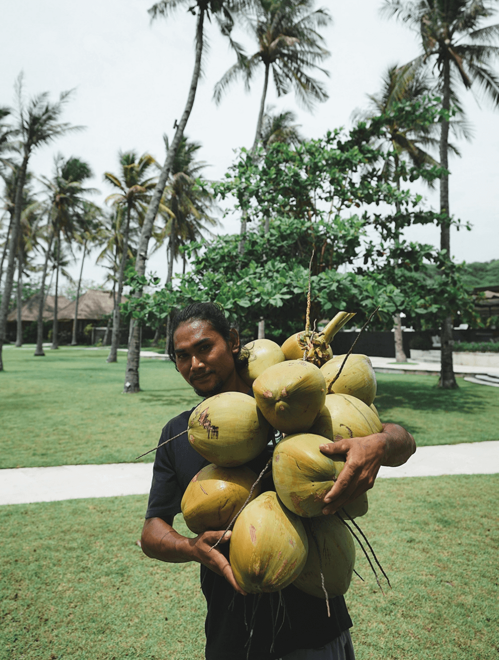 Employee with freshly harvested coconuts from Pondok Santi Estate, Gili Trawangan, for guests' enjoyment.
