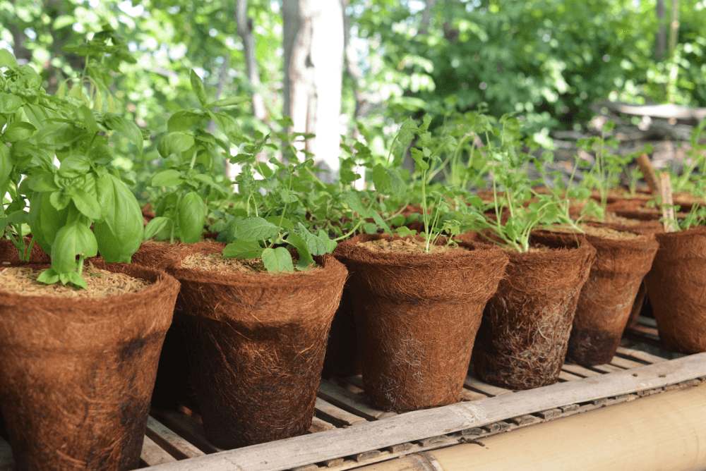 Plant nursery with young plants in pots, ready for growth and cultivation.