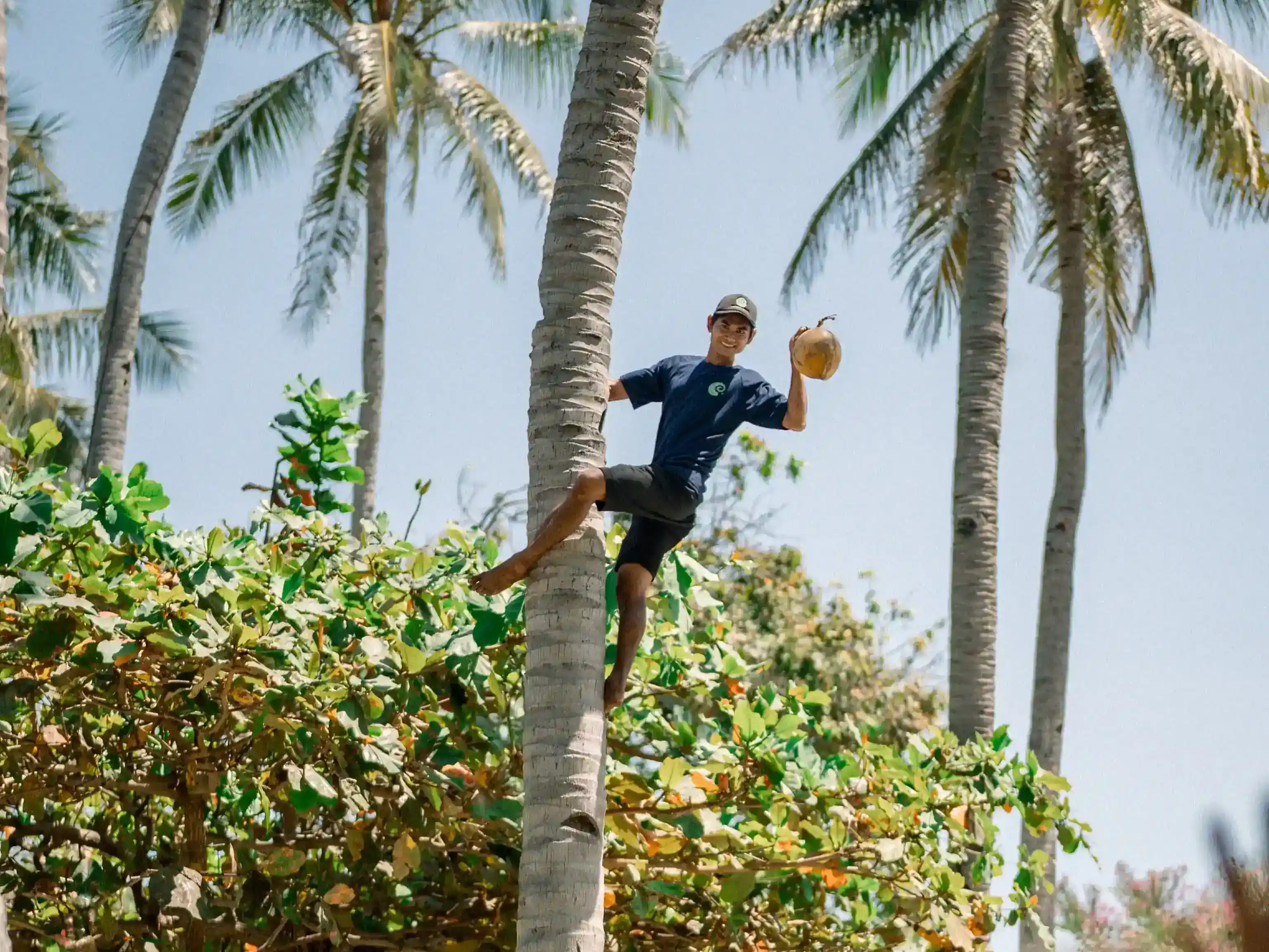 Skilled gardeners climbing palm trees to handpick fresh young coconuts at Pondok Santi Estate