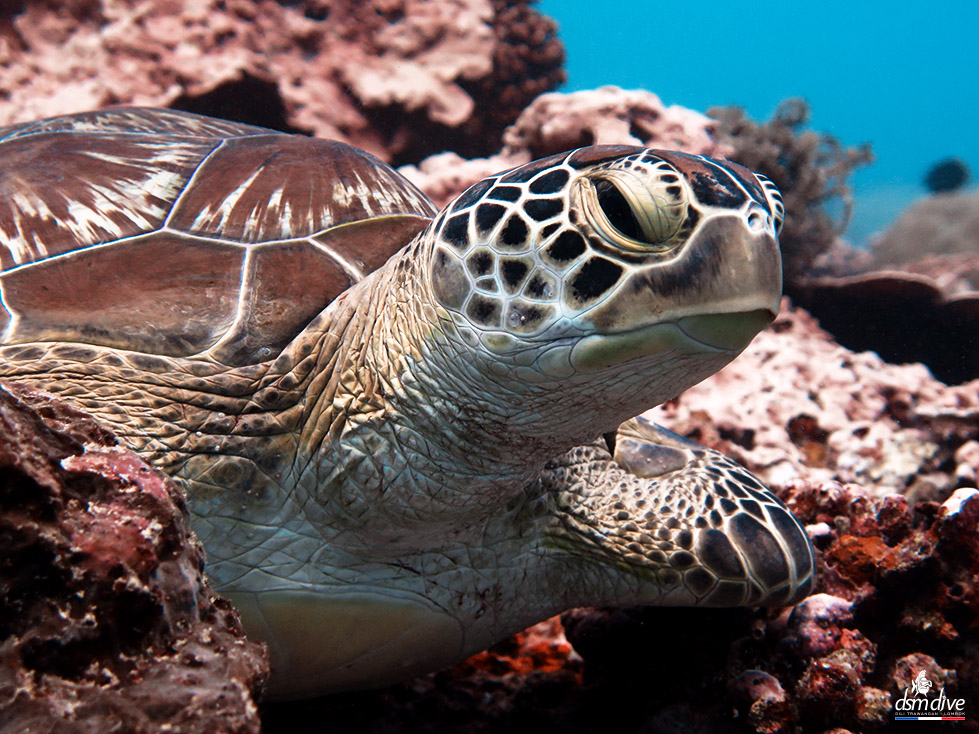Turtle swimming underwater between the Gili Islands.