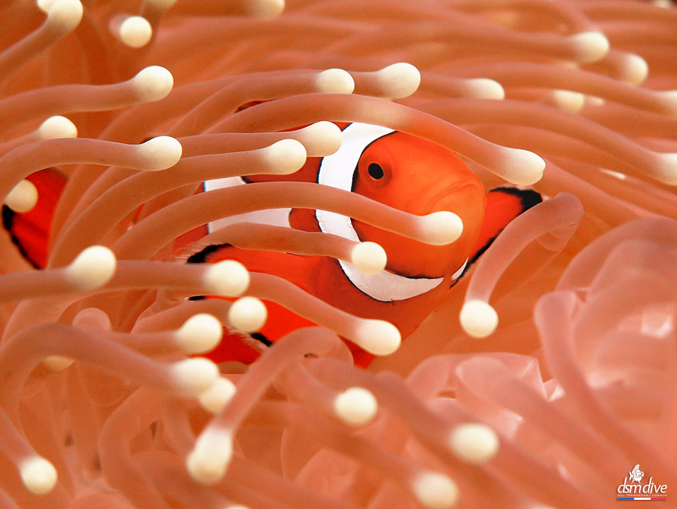 Fish camouflaged in coral reef habitat underwater.