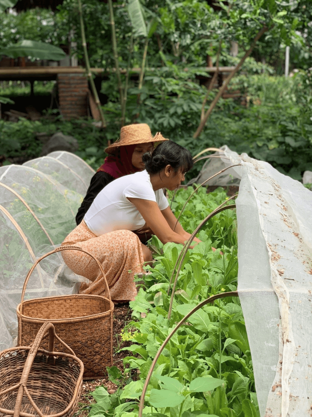 Two women harvesting fresh vegetables from a garden.