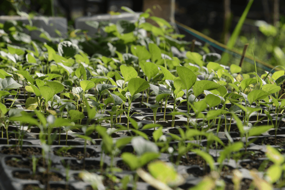 Young plants in small pots, awaiting planting in a nursery.